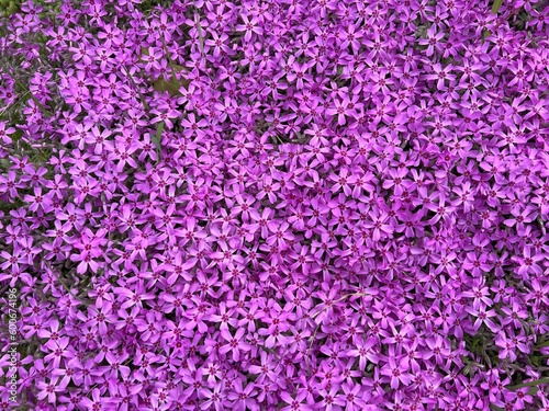 Flowers pink Alpine phlox plant blossom.