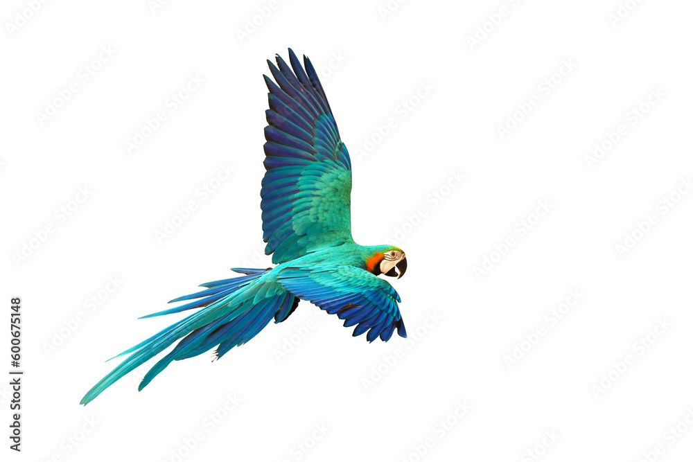 Colorful Blue and gold macaw parrot flying isolated on transparent background png file