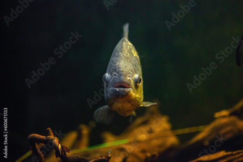 Red-bellied piranha swimming in aquarium. Pygocentrus nattereri fish in river front view