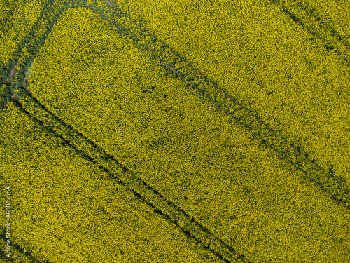 Aerial view of tractor tracks in a yellow rapeseed field for natural background