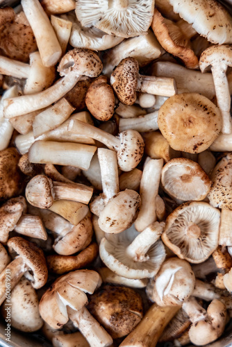 Background of raw Honey Fungus mushrooms