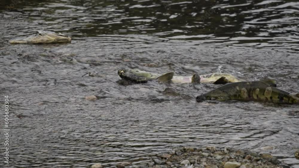 Salmon run in Fraser River B.C., fish migrate to their birth streams to spawn Salmon run in Fraser River B.C., fish migrate to their birth streams to spawn