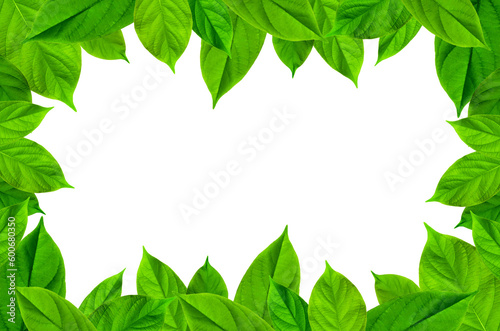 Frame of green leaves and flower. Wallpaper by green leaves and beautiful green leaf.