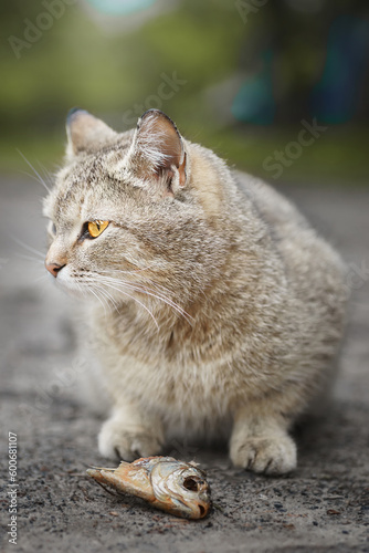 Photography Cat looking at raw fish
