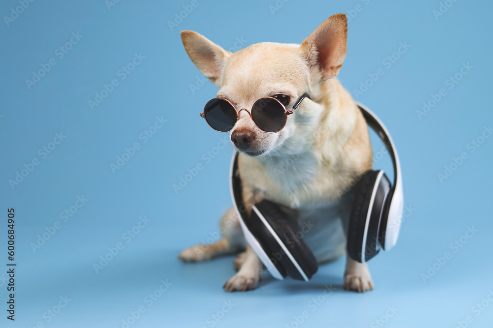 brown chihuahua dog wearing sunglasses and headphones around neck, sitting  on blue  background.  Summertime  traveling concept.