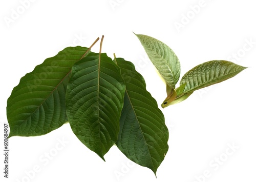 LeafMitragyna speciosa green herb plant and is in the category of drugs found mostly in Asia