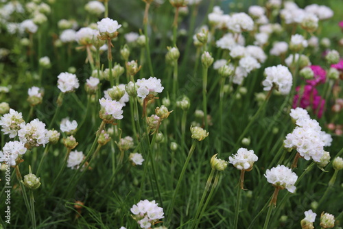 Armeria maritima. Pink and white sea thrift flowers in garden. Close up.
