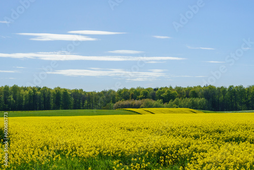 rapeseed field and sky