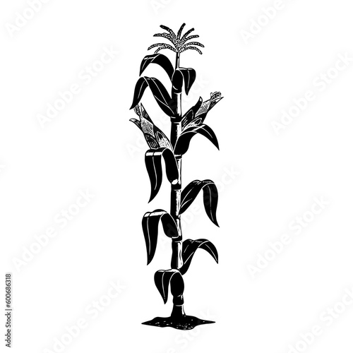 corn plant isolated on white