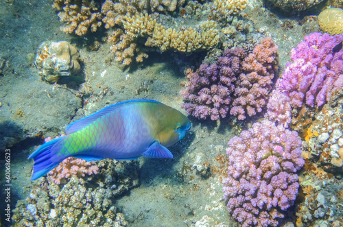 colorful daisy parrotfish hovering over lilac corals at the seabed in marsa alam
