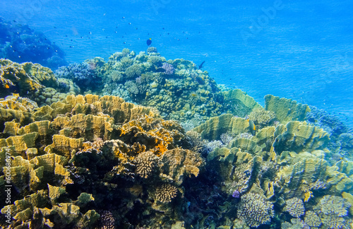 different colorful corals with fishes in clear water in the red sea marsa alam egypt
