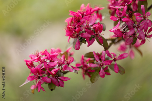 Blüte des Zierapfel Profusion im Frühling