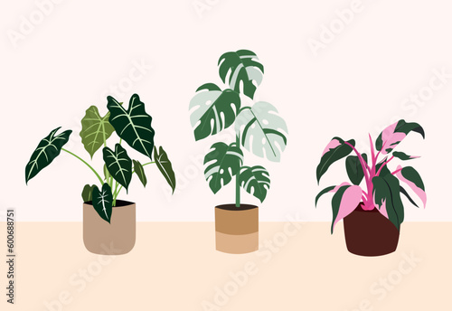 vector organic flat rare variegated houseplant collection