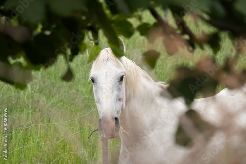 Portrait of a white horse in a meadow  looking at the camera and framed among the out-of-focus branches of the trees that surround it. Equus ferus caballus.