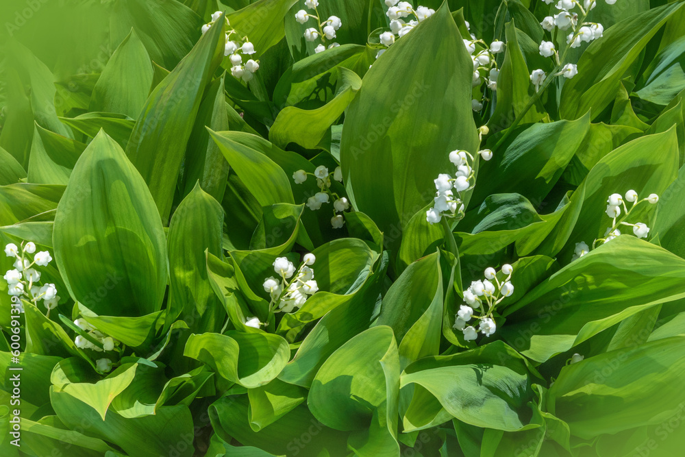Obraz premium background of lilies of the valley