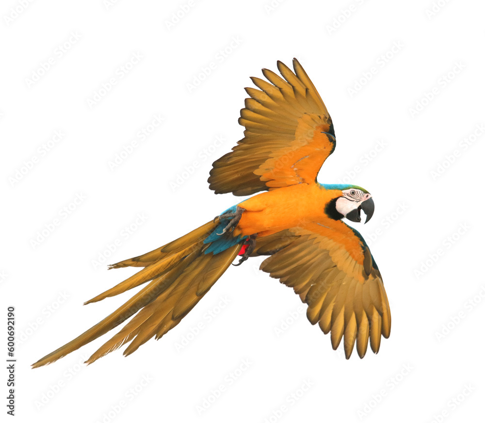 blue and yellow macaw bird flying isolate white background