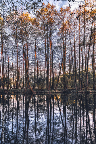 Spring sunset rural landscape  forest reflected in the lake