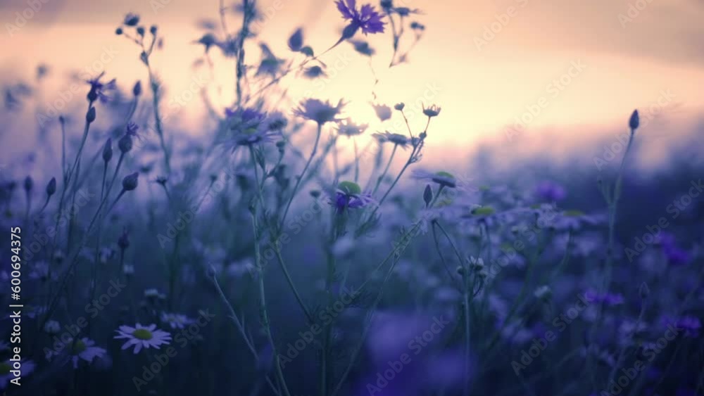 wildflowers in the field at sunset wildflowers in the field at sunset