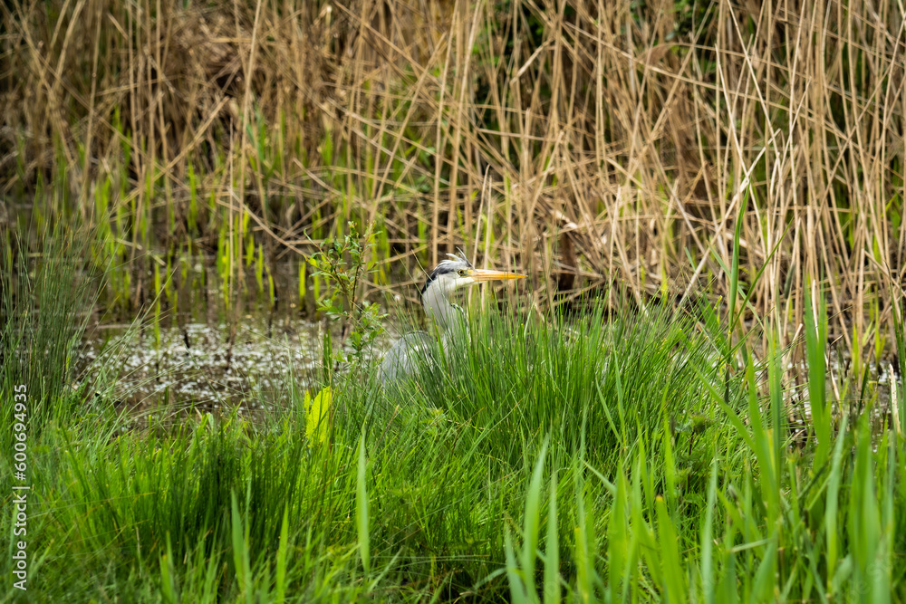 Obraz premium heron in the grass