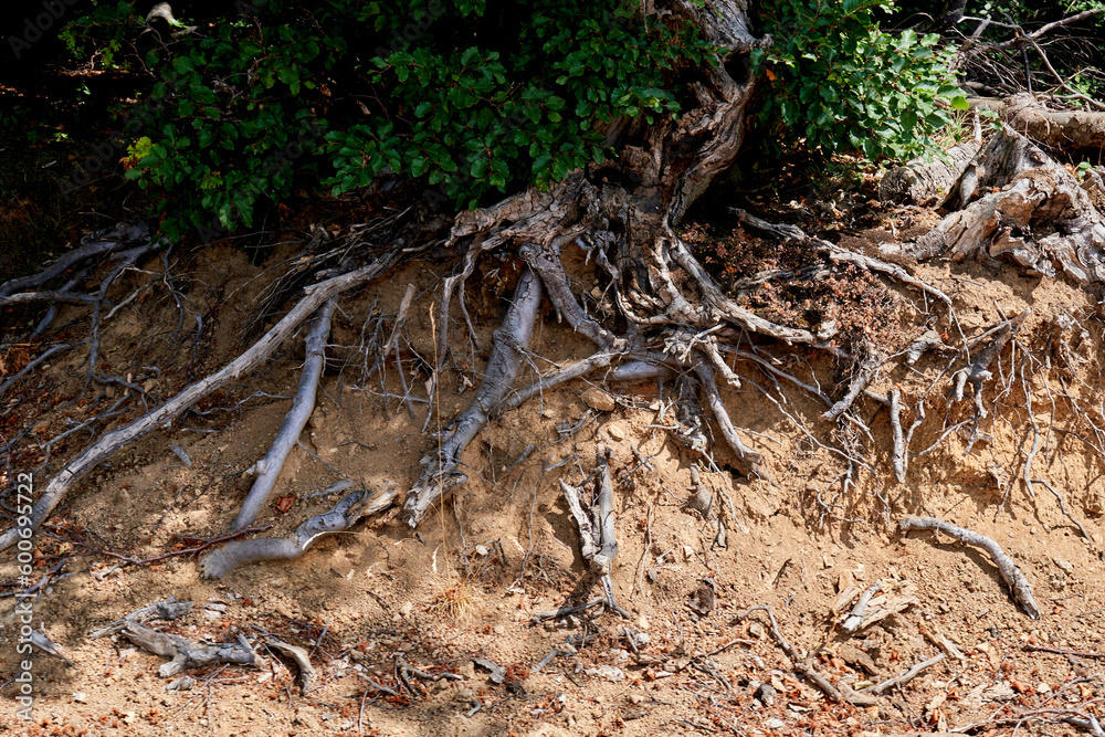 Top view of broken tree stumps on sandy ground with roots and some greenery growth Top view of broken tree stumps on sandy ground with roots and some greenery growth