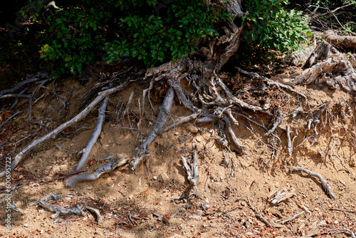 Top view of broken tree stumps on sandy ground with roots and some greenery growth