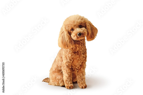 Cute toy poodle sitting on white background photo