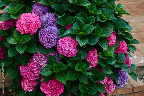 Foto Closeup of purple and pink macrophylla hydrangeas covered by green leaves