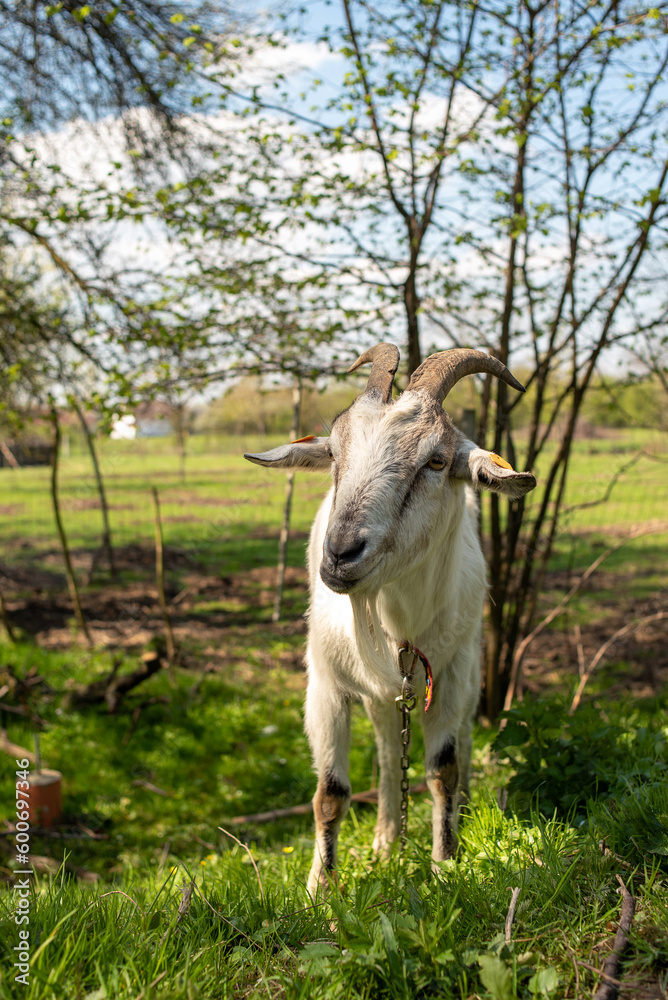 Horned goat on a leash eats grass close-up.