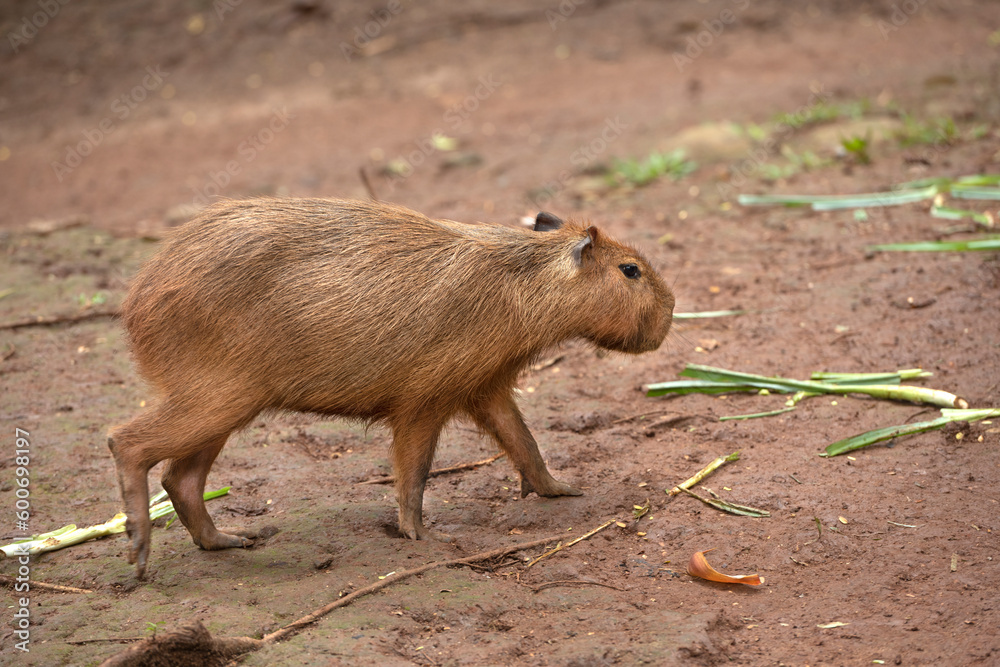 Capybara (Hydrochoerus hydrochaeris)