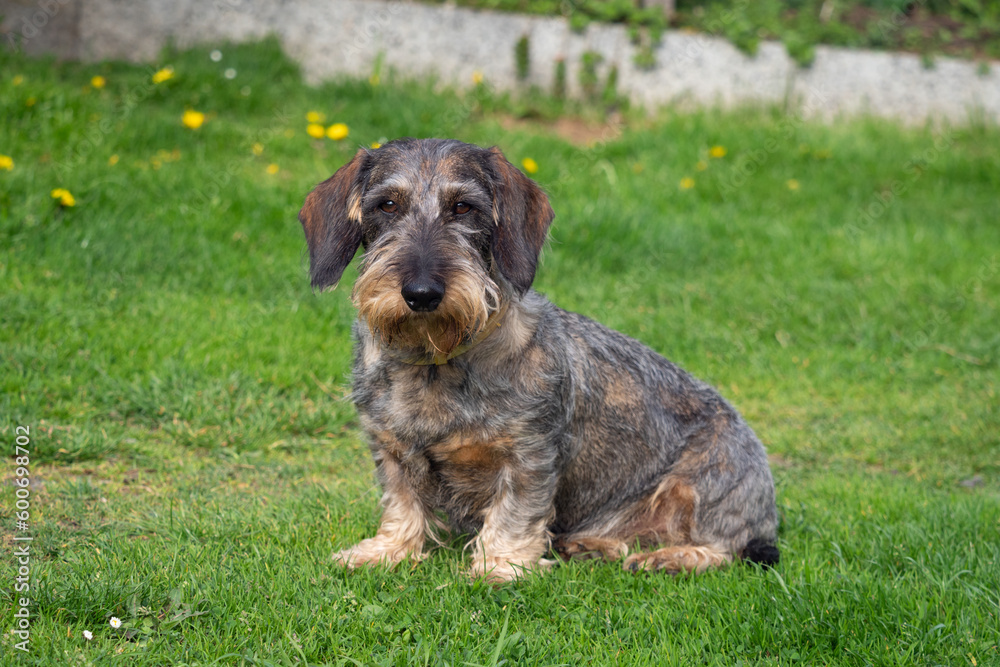 rough-coated dachshund sitting in the grass rough-coated dachshund sitting in the grass