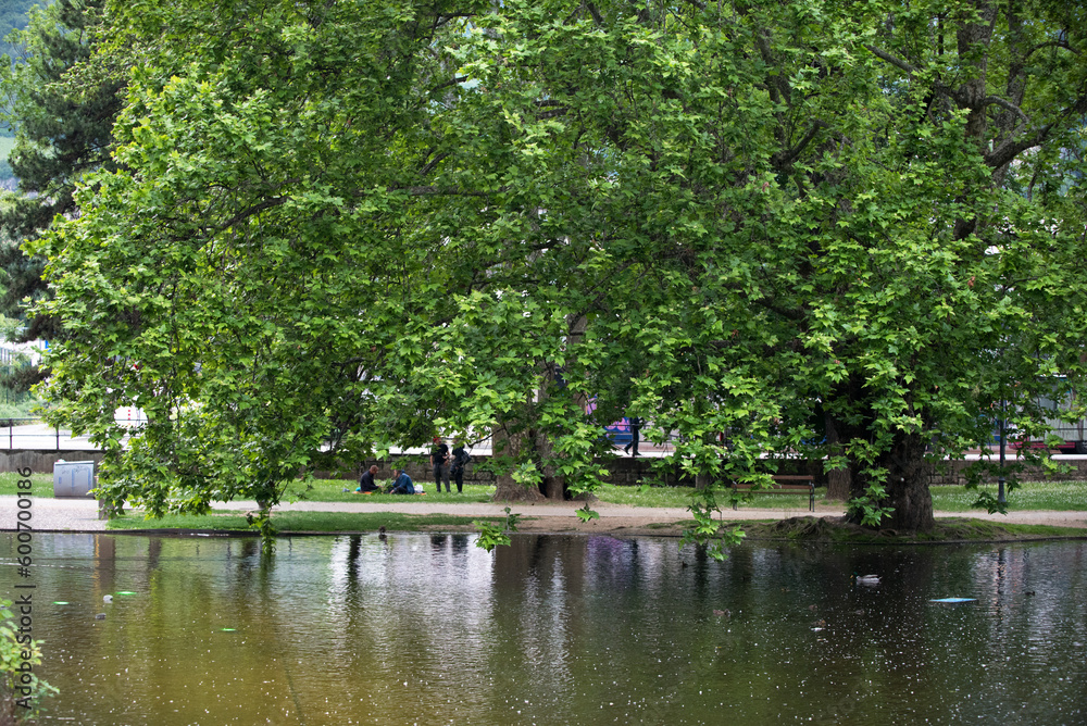 Obraz premium splendido albero in primavera in un bel parco cittadino