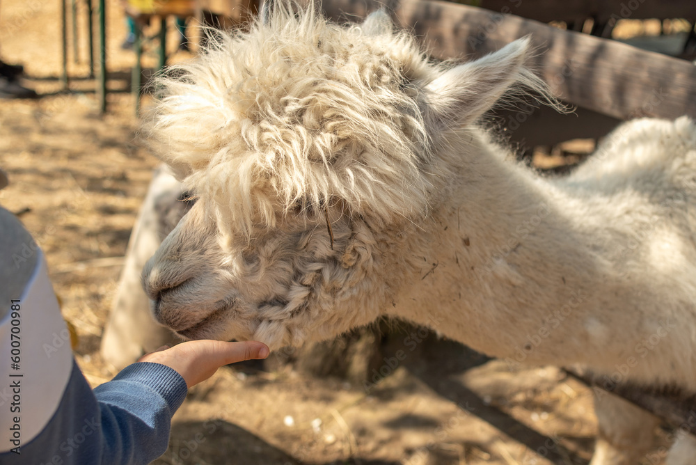 White Alpaca close-up, standing in a wooden paddock.