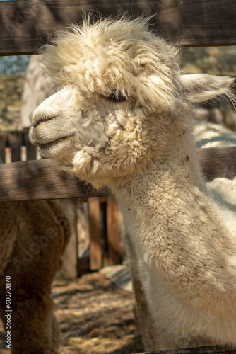 White Alpaca close-up  standing in a wooden paddock.