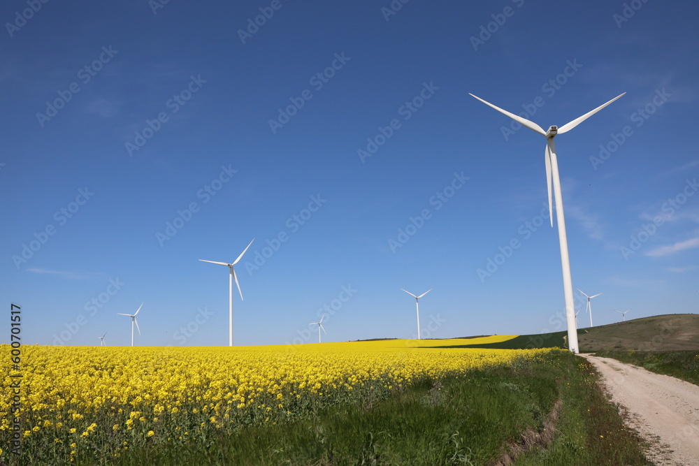 wind turbine in rape yellow field on a sunny spring day in dobrogea, romania wind turbine in rape yellow field on a sunny spring day in dobrogea, romania