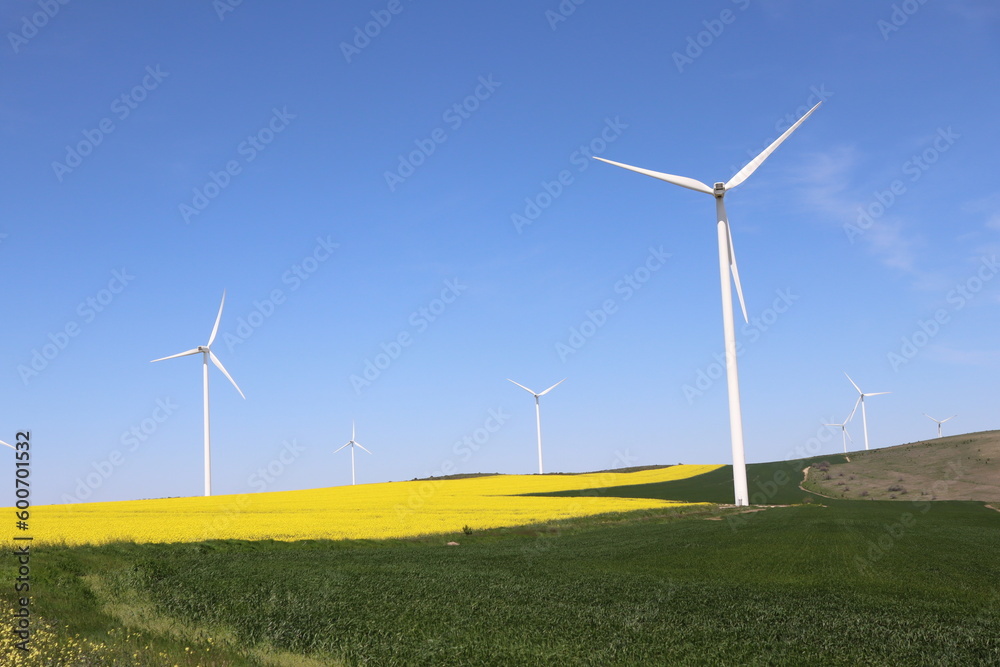 wind turbine in rape yellow field on a sunny spring day in dobrogea, romania wind turbine in rape yellow field on a sunny spring day in dobrogea, romania