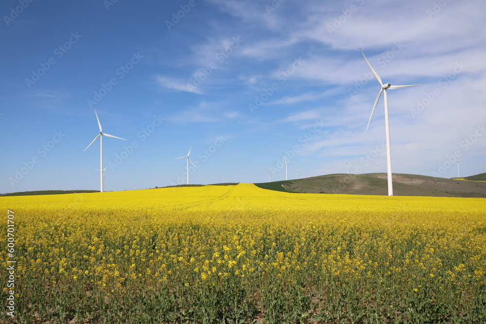 wind turbine in rape yellow field on a sunny spring day in dobrogea, romania wind turbine in rape yellow field on a sunny spring day in dobrogea, romania
