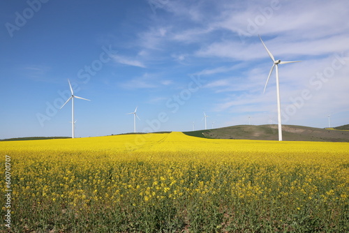 wind turbine in rape yellow field on a sunny spring day in dobrogea, romania © Photowards