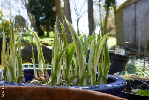 Hostas begin to flourish in the smallholding garden at 900ft in North Yorkshire