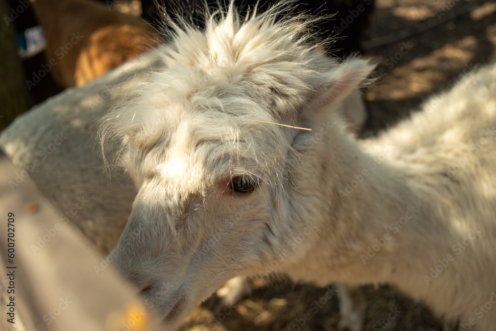 Fototapeta premium White Alpaca close-up, standing in a wooden paddock.
