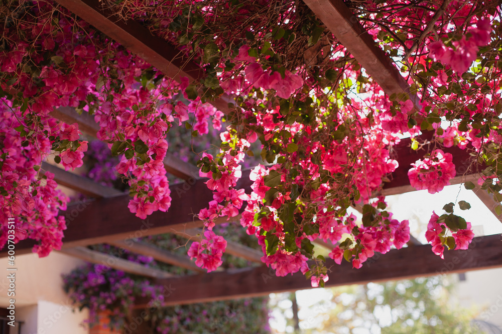 Pink Bougainvillea in bloom in summer on sunny day. Gardening hobby - growing plants