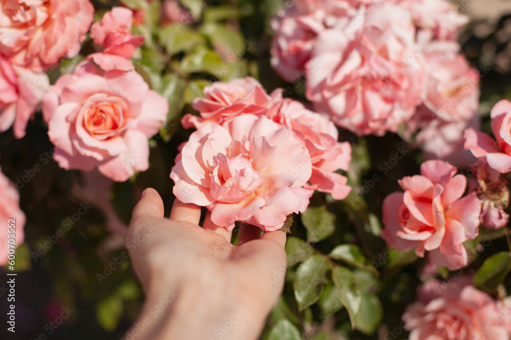 Hand touching pink rose in the garden horizontal background Hand touching pink rose in the garden horizontal background