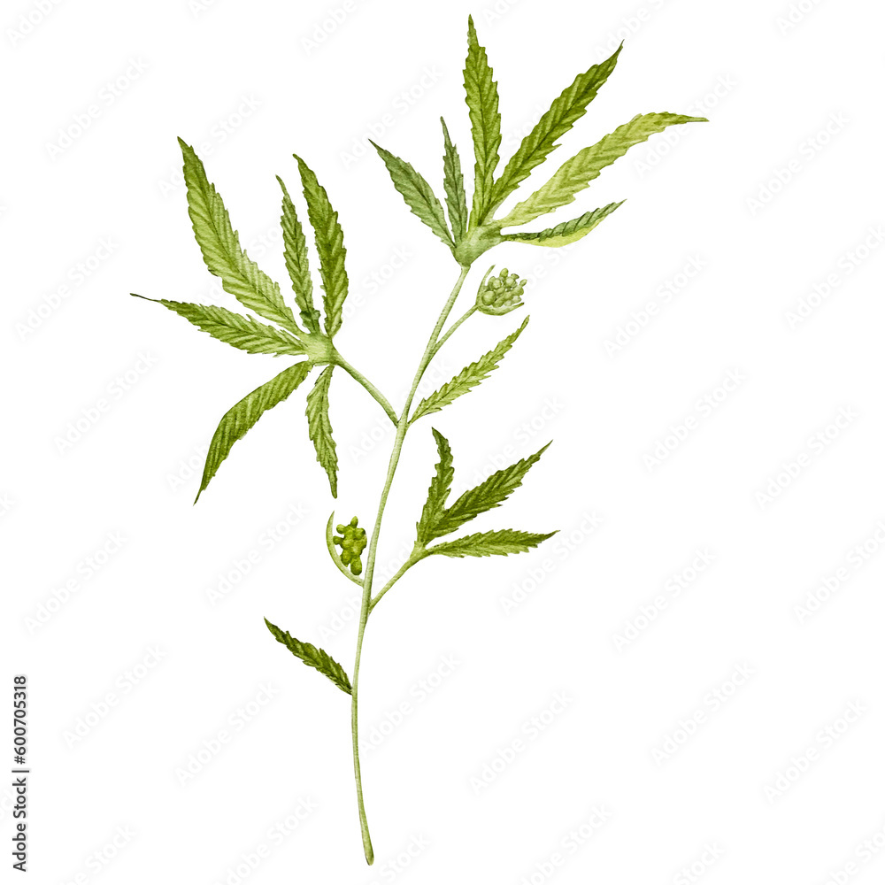 hemp branch hemp branch