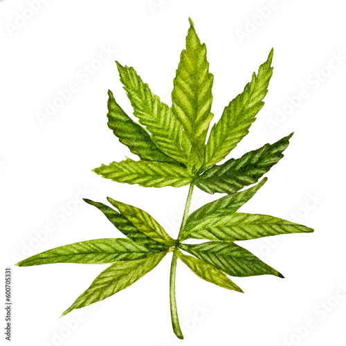 cannabis branch with leaves