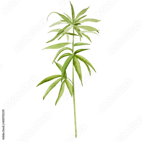 cannabis with straight leaves
