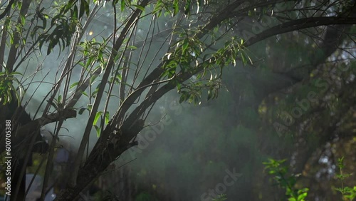 Lockdown Slow Motion Shot Of Tree In Tranquil Forest During Foggy Weather - Birmingham, Alabama photo