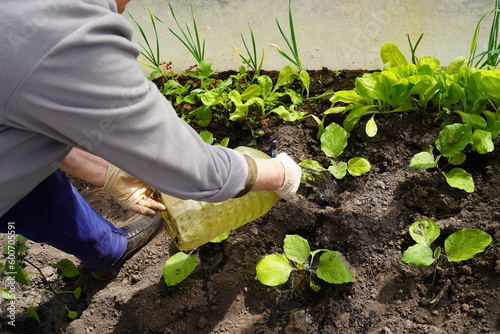 the hands of a farmer's woman are watered from a plastic bottle with water seedlings of young eggplants in a greenhouse on a garden plot in spring