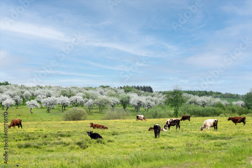 - spring landscape with a blooming apple orchard