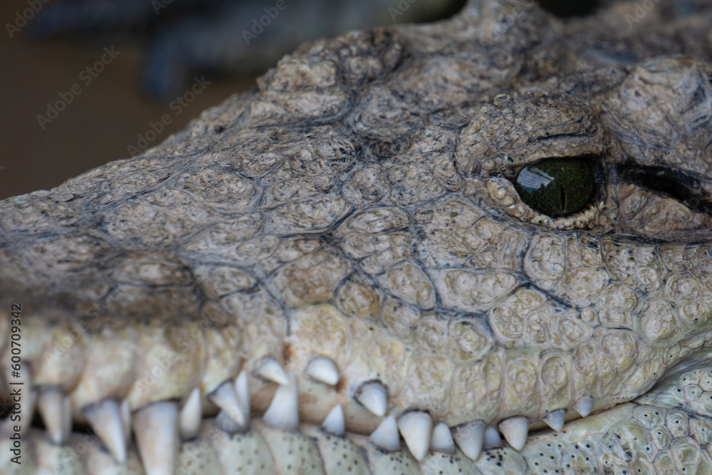 Primo piano della testa di un coccodrillo, in cui si vede il riflesso nell'occhio e i denti Primo piano della testa di un coccodrillo, in cui si vede il riflesso nell'occhio e i denti