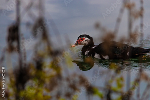Pato branco e vermelho na água por trás da vegetação