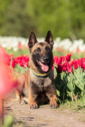 Beautiful Malinois dog enjoying a colorful field of tulips. Serene nature backdrop with the loyal companion sitting calmly amidst the vibrant flowers.